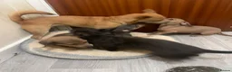 Jackshund dogs for sale: 3 beautiful dachshund x jack Russell puppies  - Advert 2
