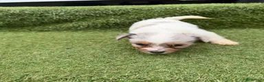 Jack Russell 2
