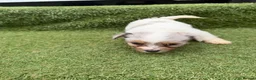 Jack Russell dogs for sale: Stunning Jack Russell‘s in Liskeard - Advert 2