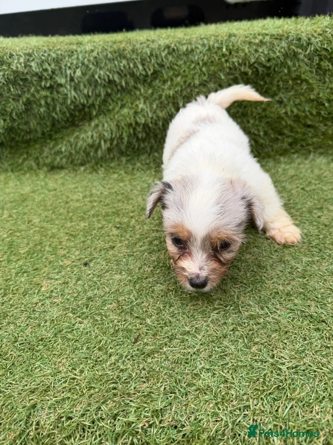 Jack Russell dogs for sale: Stunning Jack Russell‘s in Liskeard - Advert 2