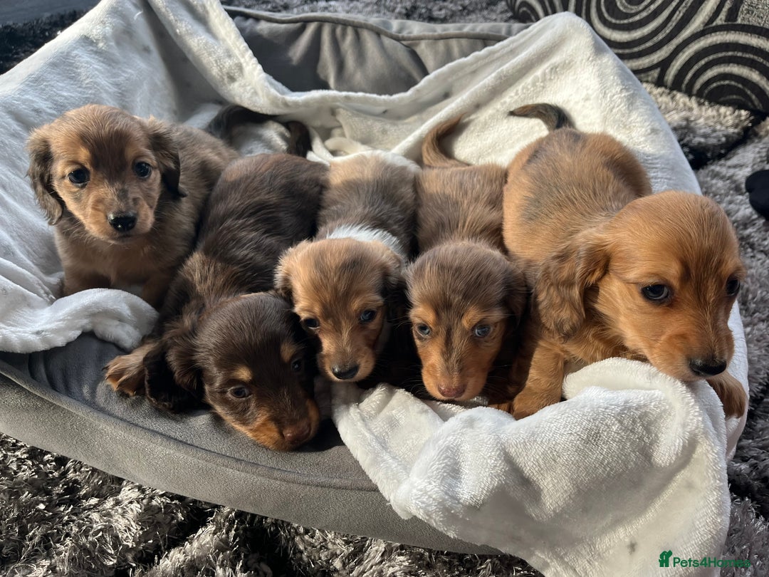 Dachshund dogs for sale: Stunning long haired miniature daxi puppies    - Image 4