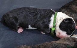 Bull Terrier dogs for sale: Stunning bull terrier pups - Image 8