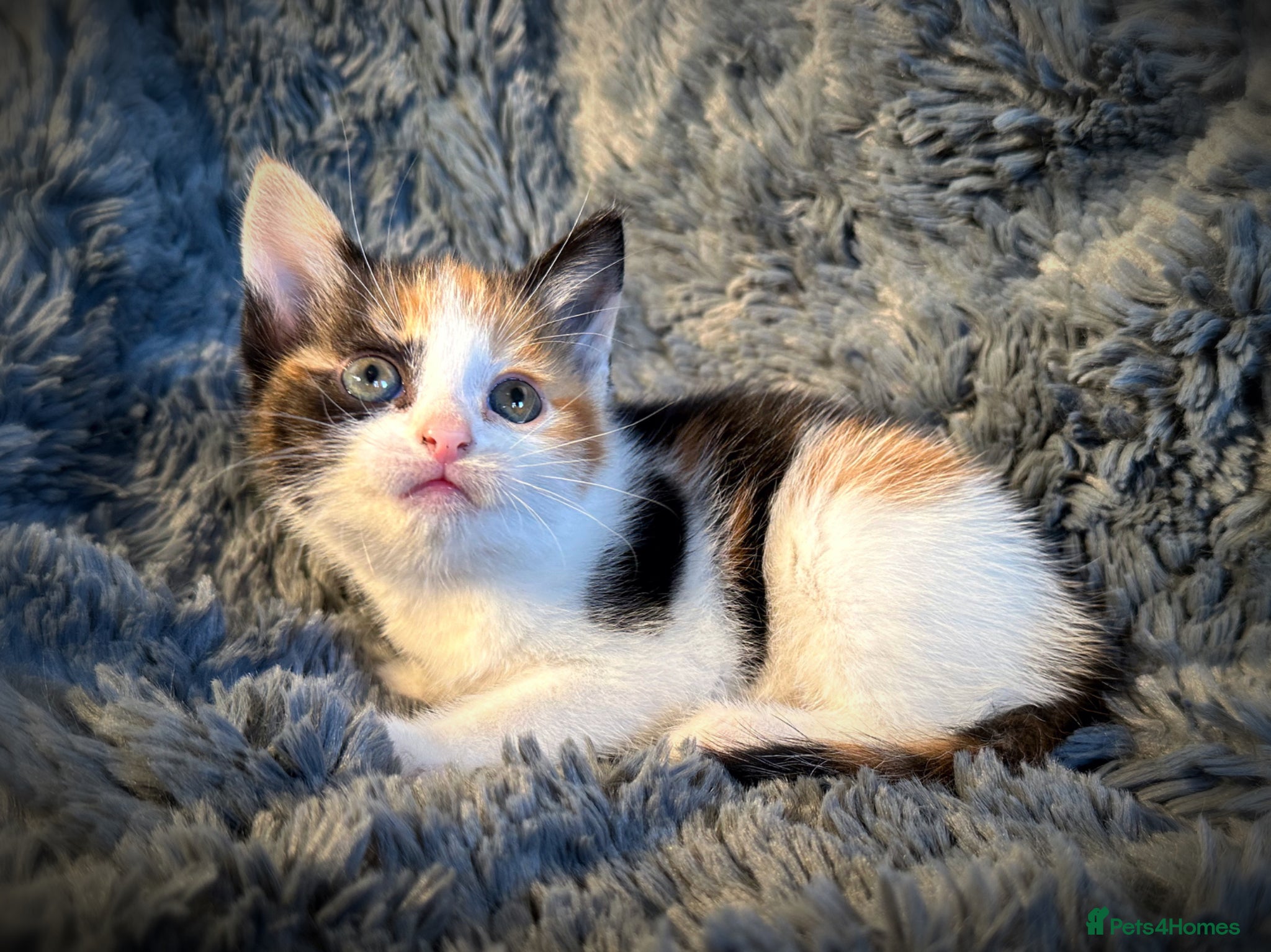 Mixed Breed cats 4 gorgeous, friendly kittens for sale - Advert 1