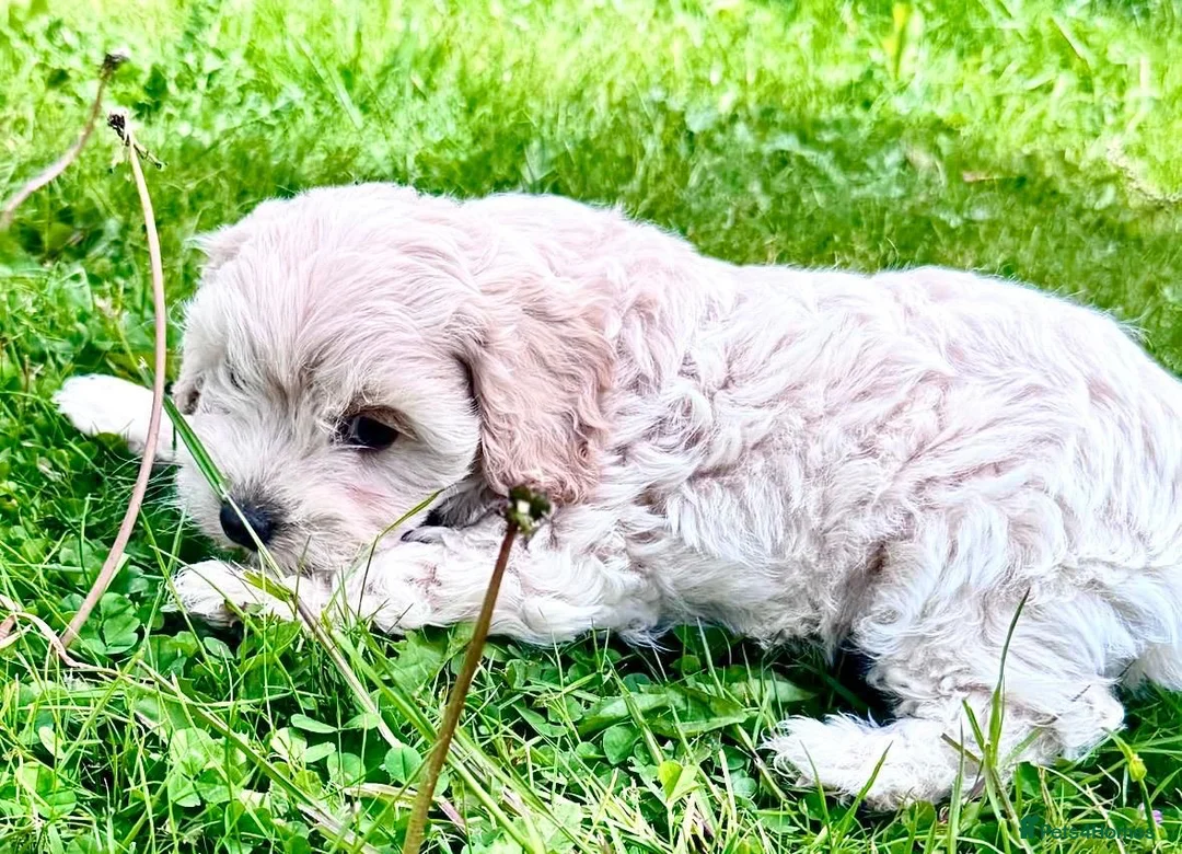 Cavapoo dogs for sale: F2 cavapoo boys  - Advert 10