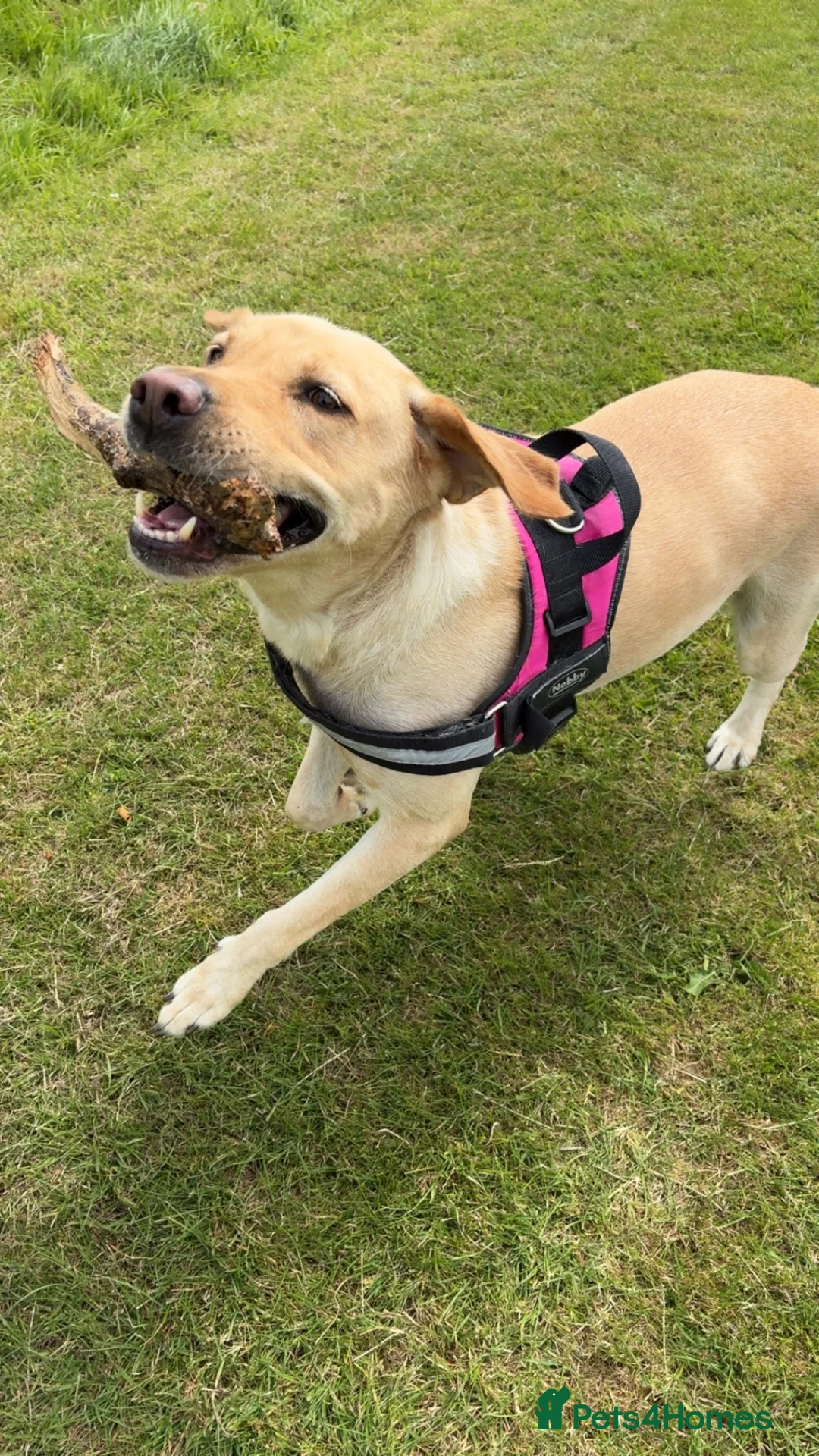 Labrador Retriever dogs for sale: Labrador bitch in Ballymena - Advert 2