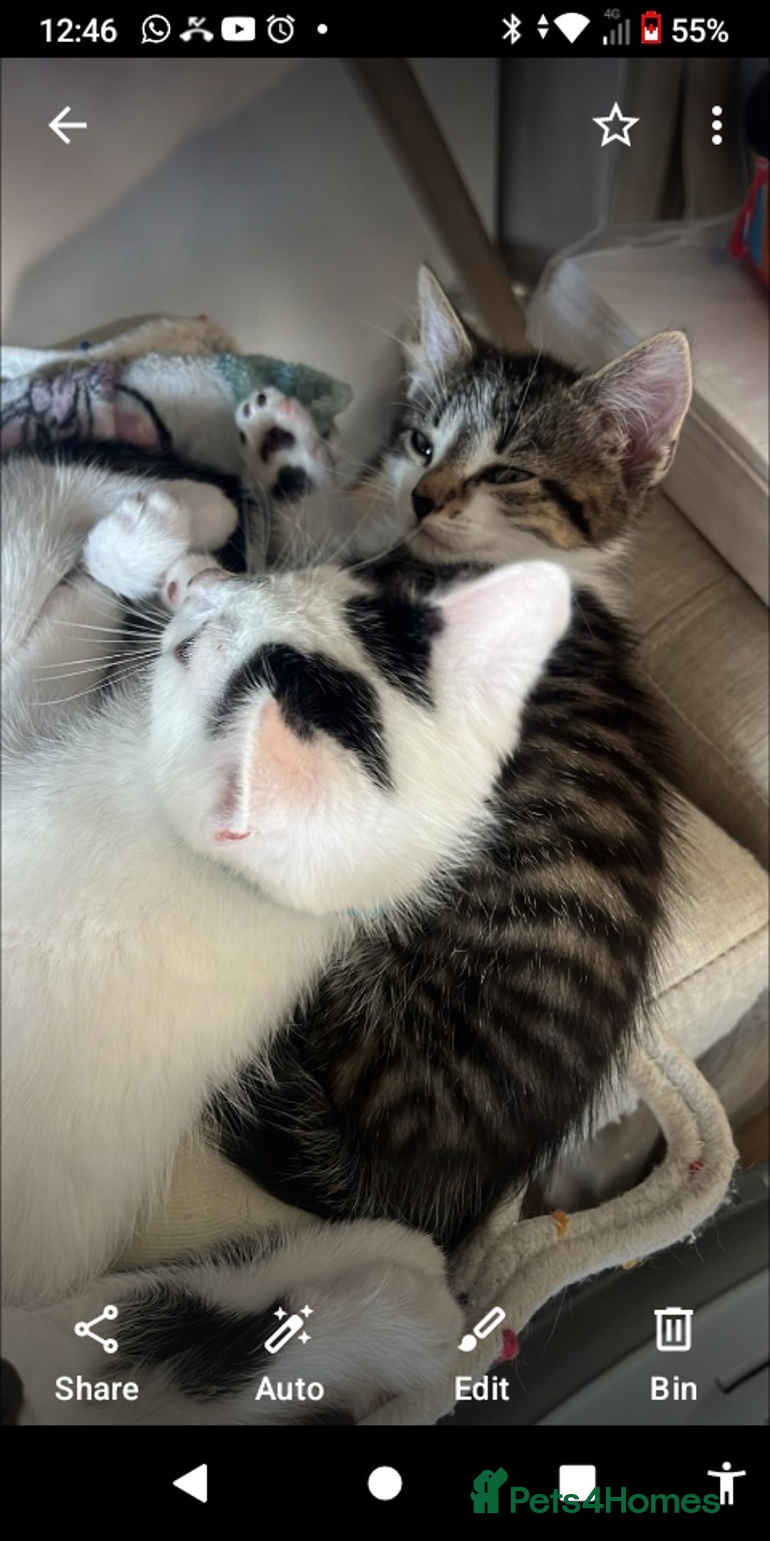 Mixed Breed cats for sale: 6 beautiful kittens - Image 6