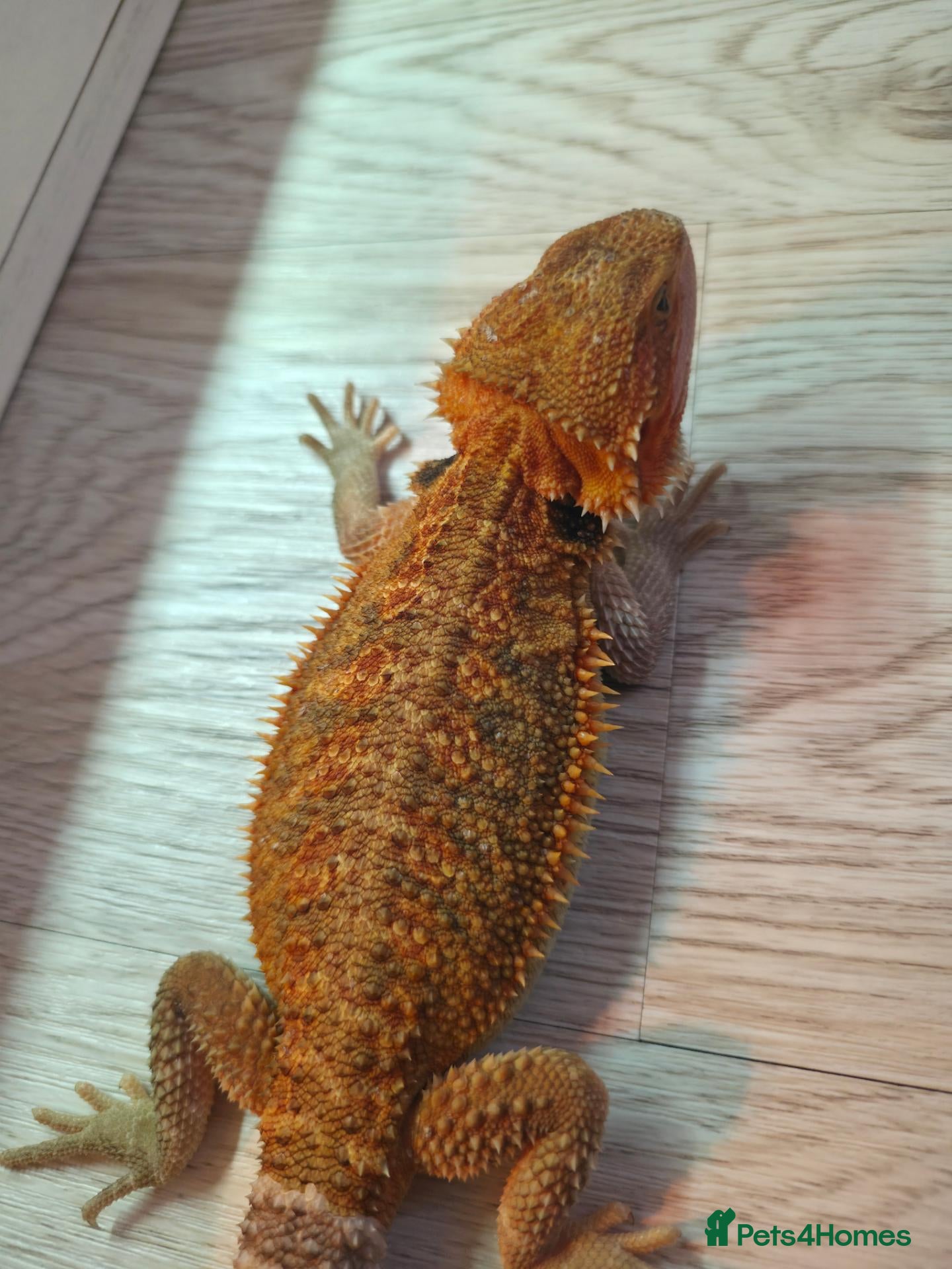 Bearded Dragon reptiles BEARDED DRAGON - Advert 1
