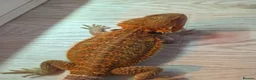 Bearded Dragon reptiles for sale: BEARDED DRAGON - Advert 1