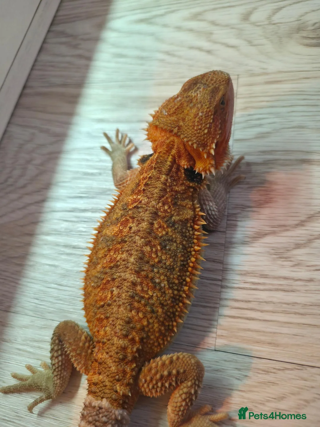 Bearded Dragon reptiles for sale: BEARDED DRAGON - Advert 1