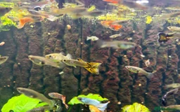 Other/Mixed Breed fish for sale: Assorted guppy fry £2 each - Image 4
