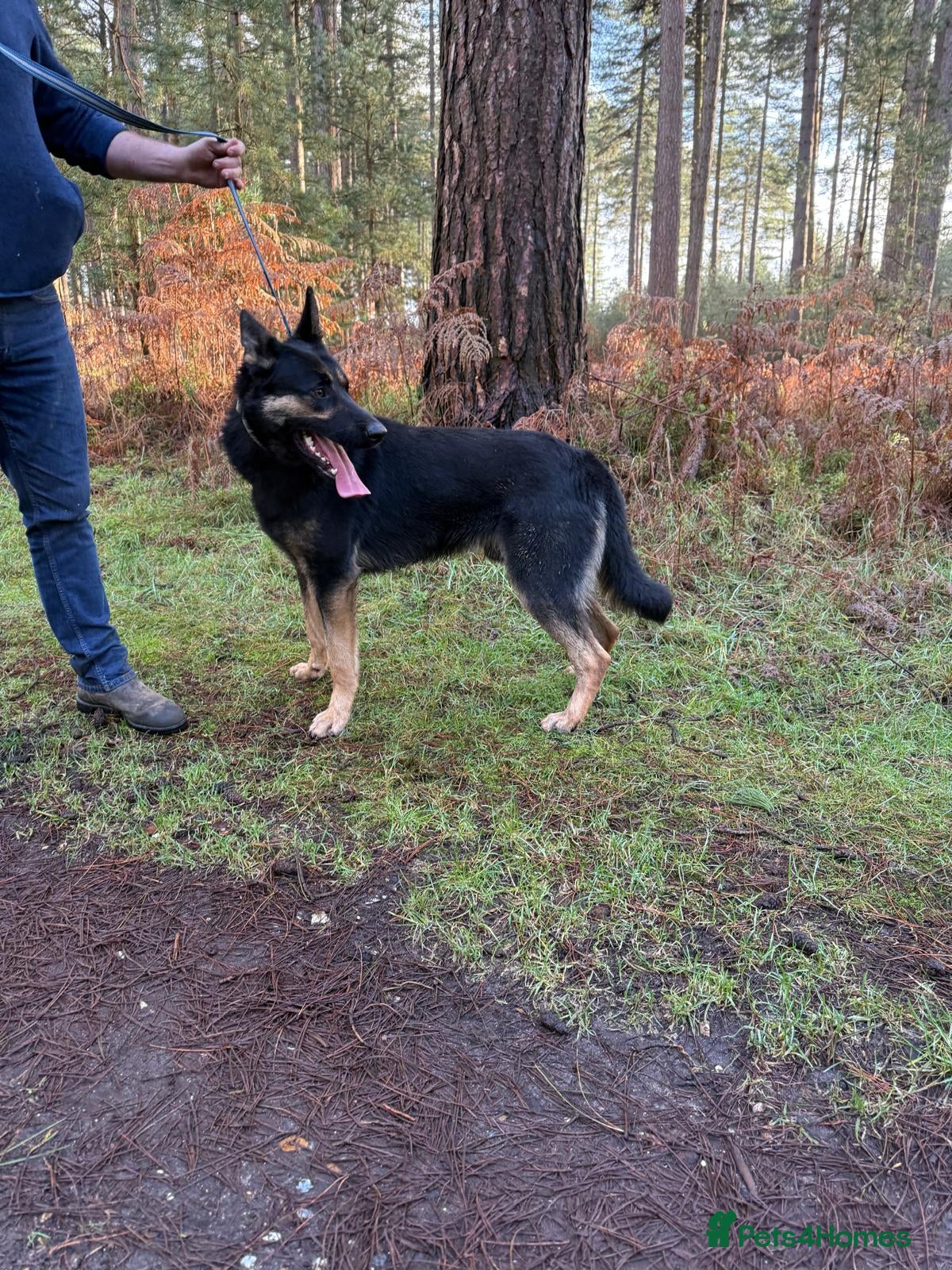 Mixed Breed dogs Malinios x DDR German Shepard puppies  - Advert 2