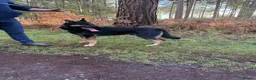 Mixed Breed dogs for sale: Malinios x DDR German Shepard puppies  - Advert 2