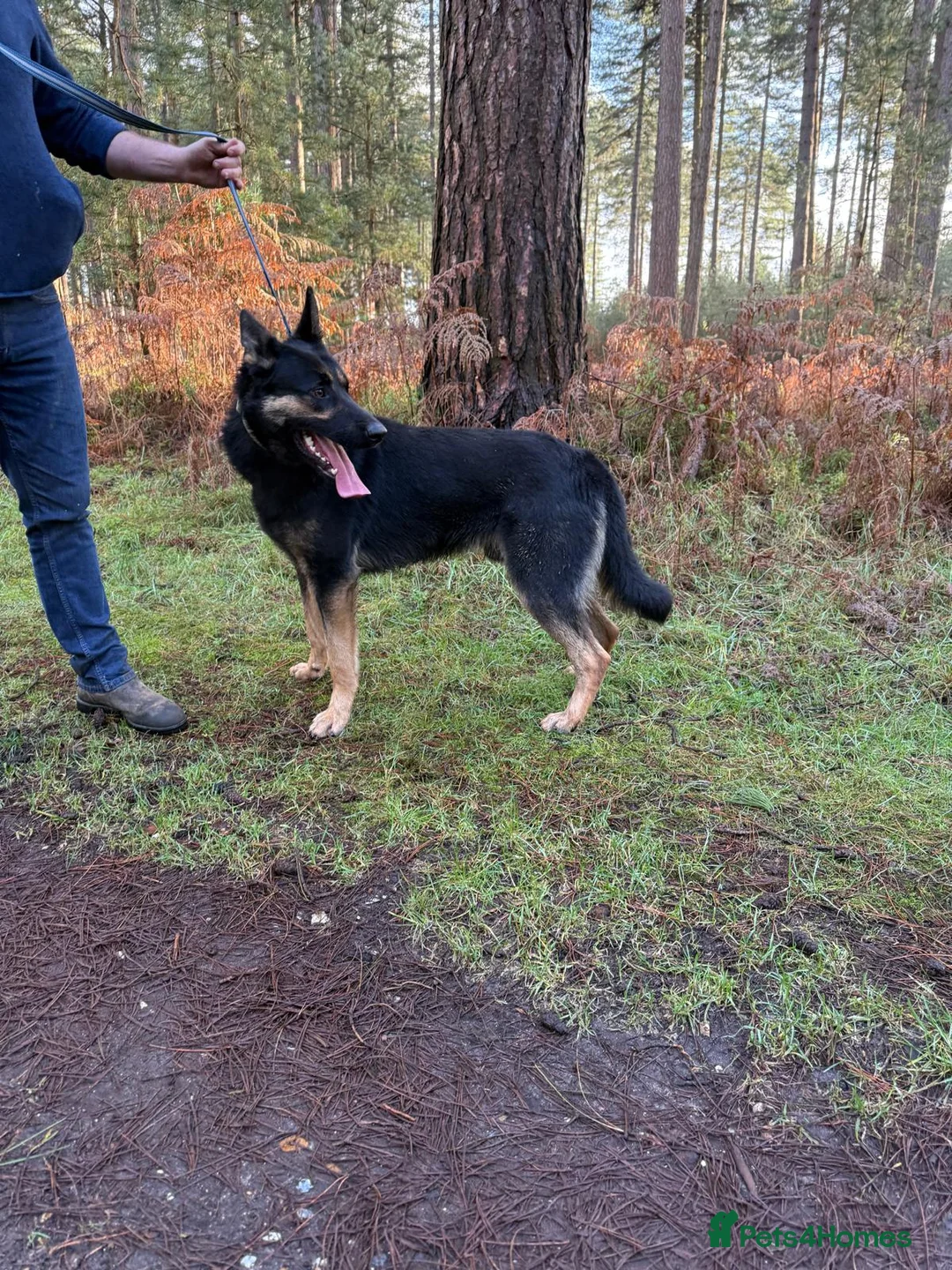 Mixed Breed dogs for sale: Malinios x DDR German Shepard puppies  - Advert 2