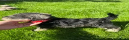Miniature Schnauzer dogs for sale: 💙♥️2 Beautiful Boys ♥️💙 - Advert 5