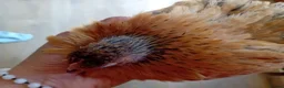 Chickens poultry for sale: Indoor Therapy Serama Hen -  Highly Tame - Advert 20