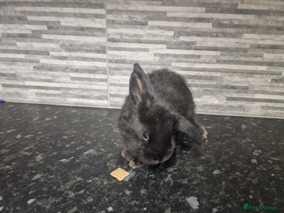 Mini Lion Lop rabbits for sale: Lion lops - Advert 3