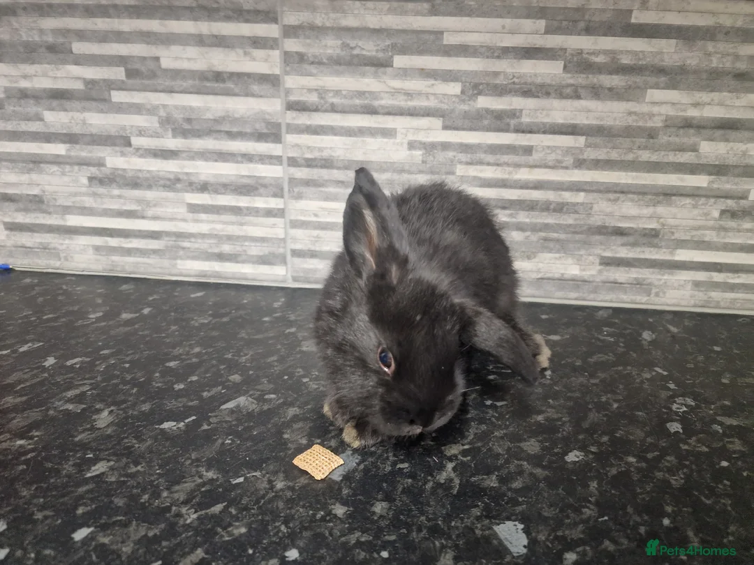 Mini Lion Lop rabbits for sale: Lion lops - Advert 8