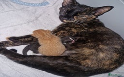 Domestic Shorthair cats for sale: Black and white kitten ready - Image 2