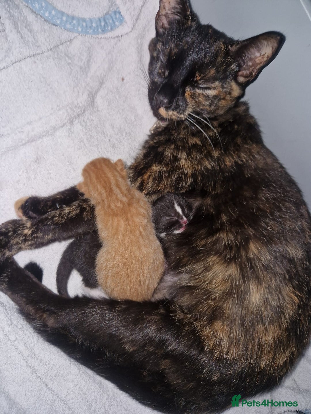 Domestic Shorthair cats for sale: Black and white kitten ready - Image 2