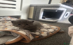 Maine Coon cats for sale: Kittens  - Image 23