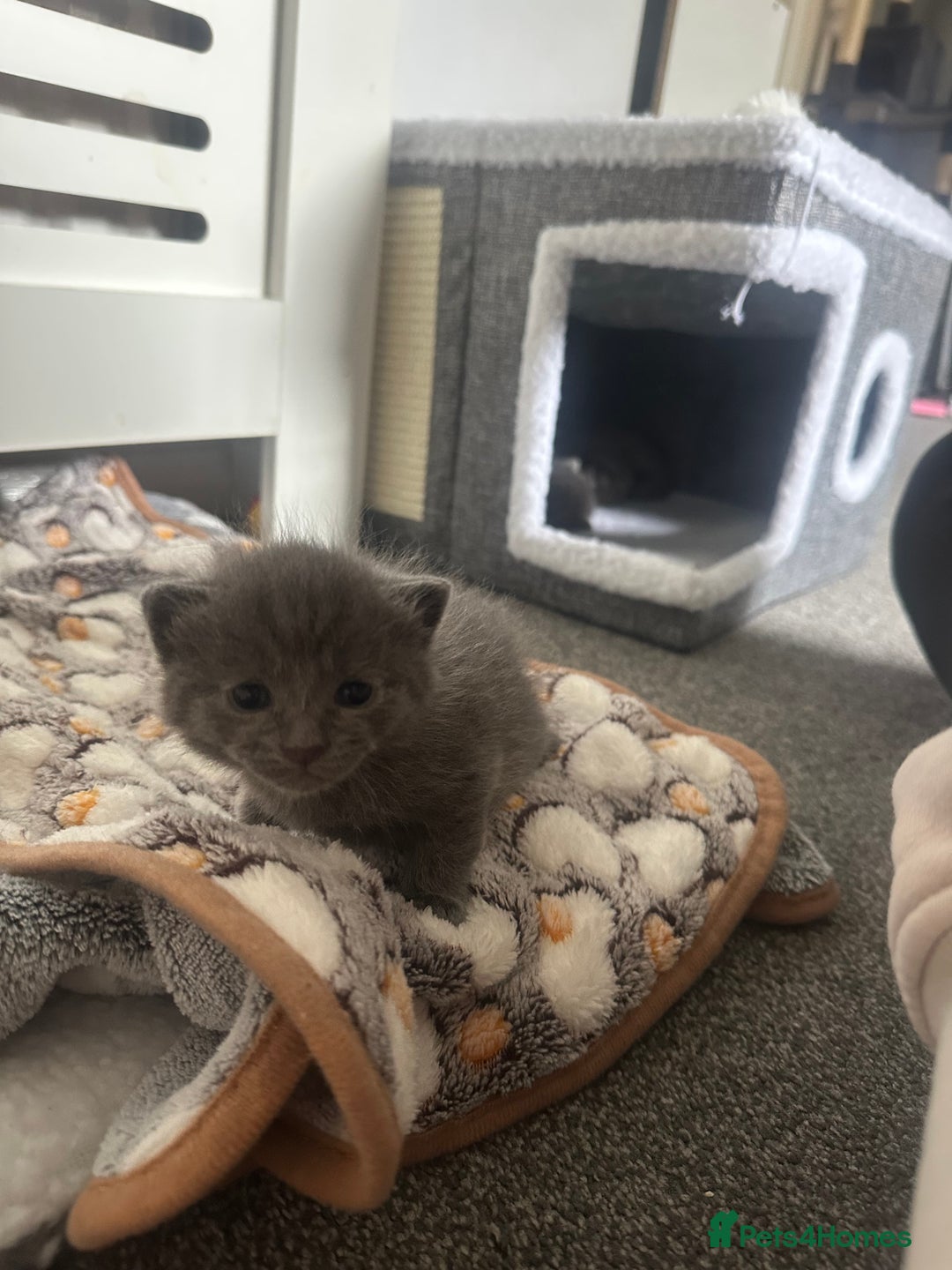 Maine Coon cats for sale: Kittens  - Image 23