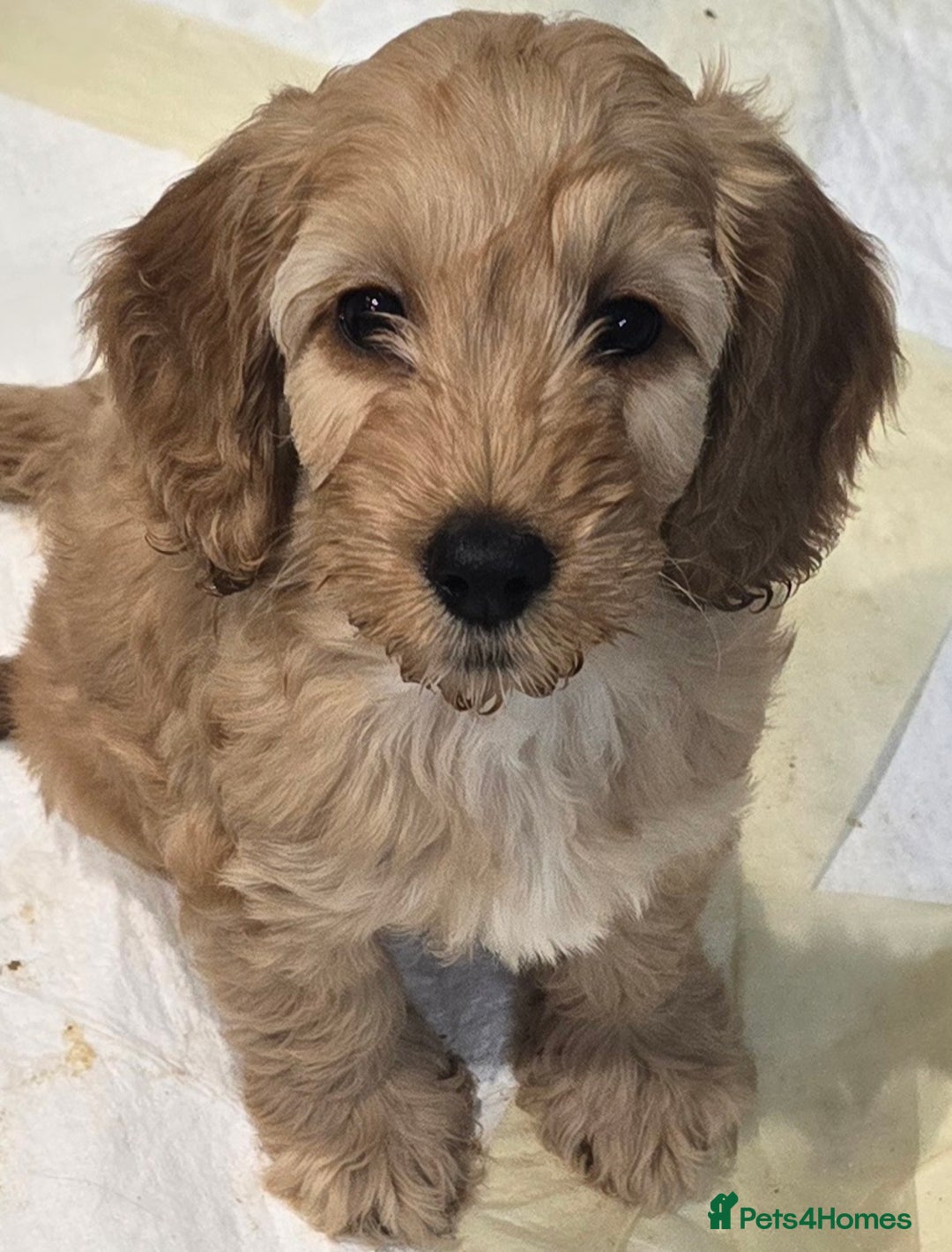 Cockapoo dogs for sale: Beautiful cockapoo puppies - Advert 19