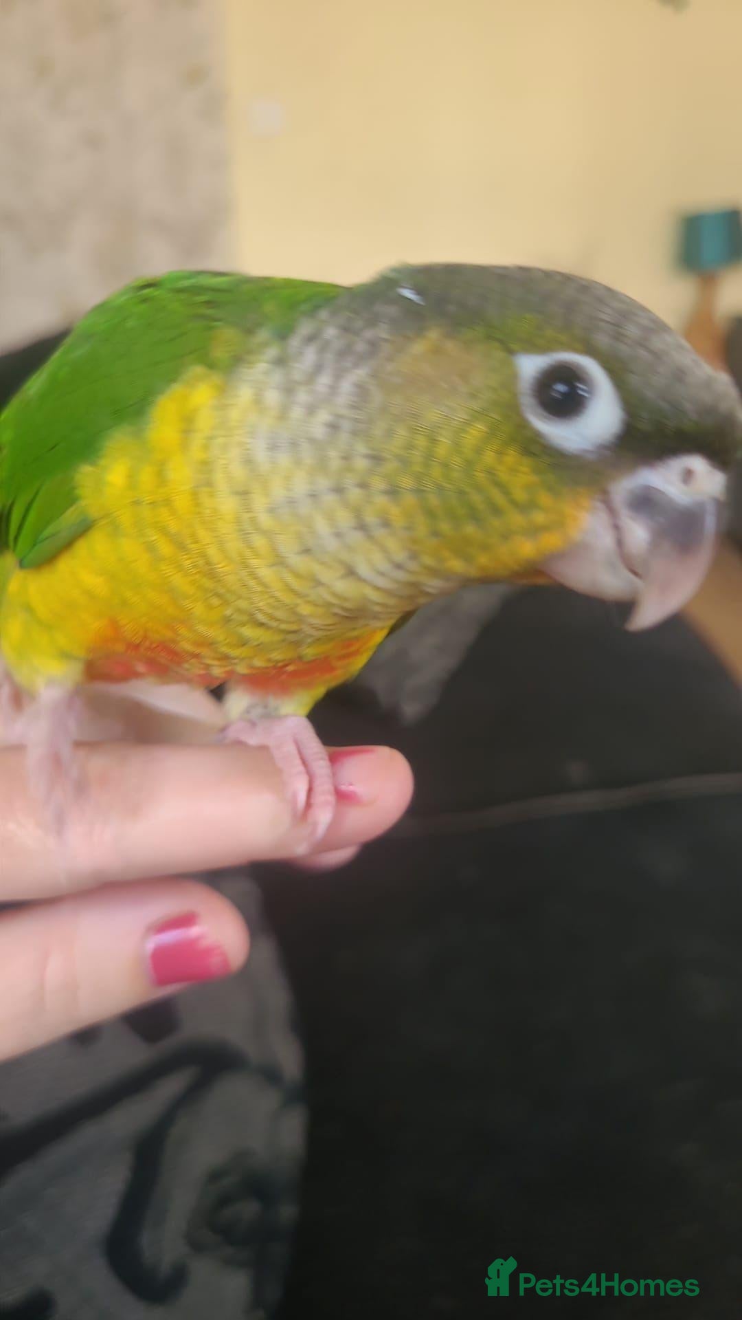 Conures birds Green cheeked conure - Advert 1