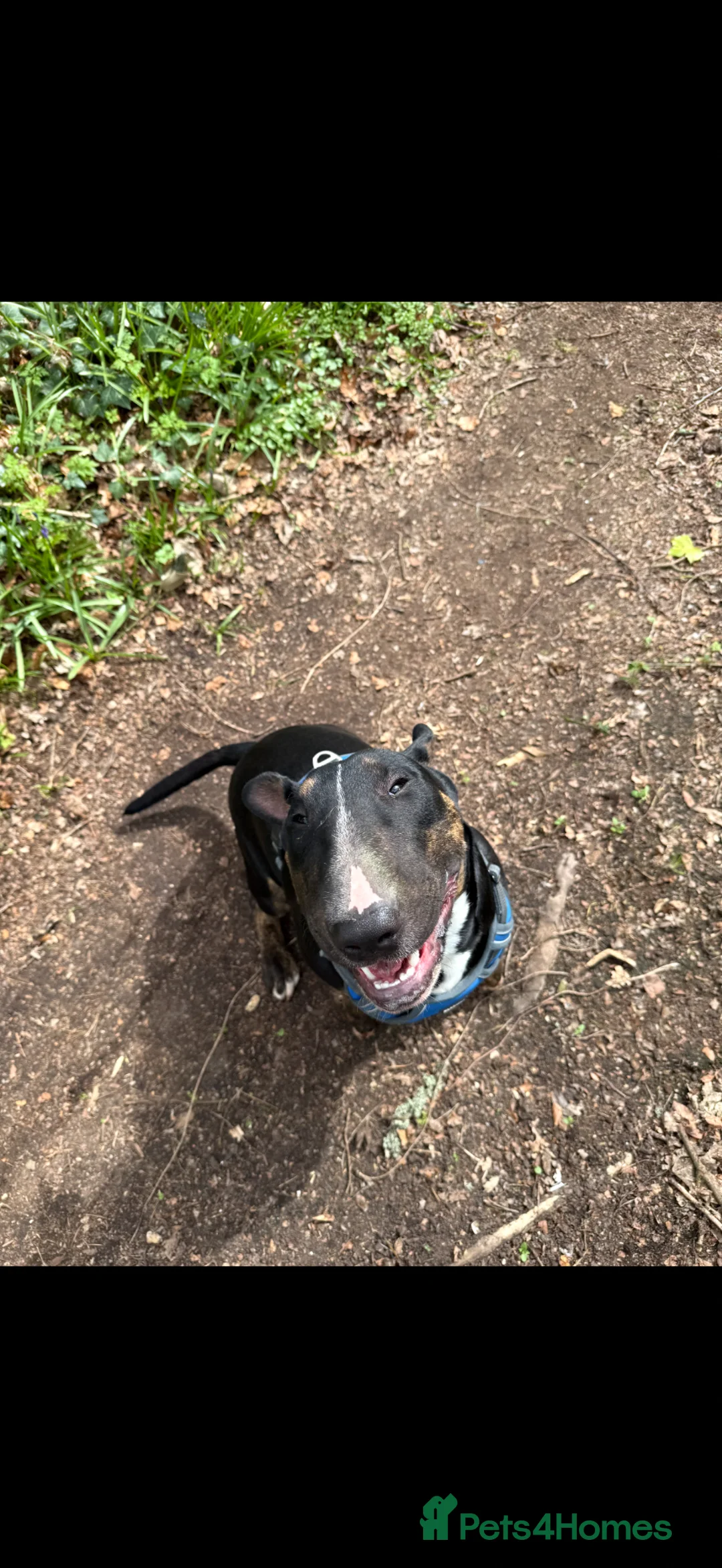English Bull Terrier dogs for sale: Ziggy  - Advert 2