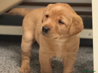 Labrador Retriever dogs Outstanding labrador puppies - Advert 17