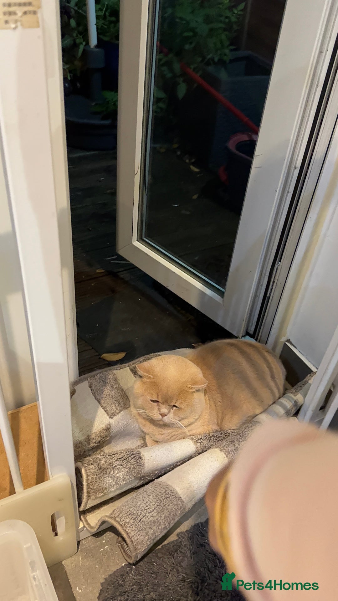 Bengal cats for sale: Bengal and British shorthair mix ginger kitten - Advert 9