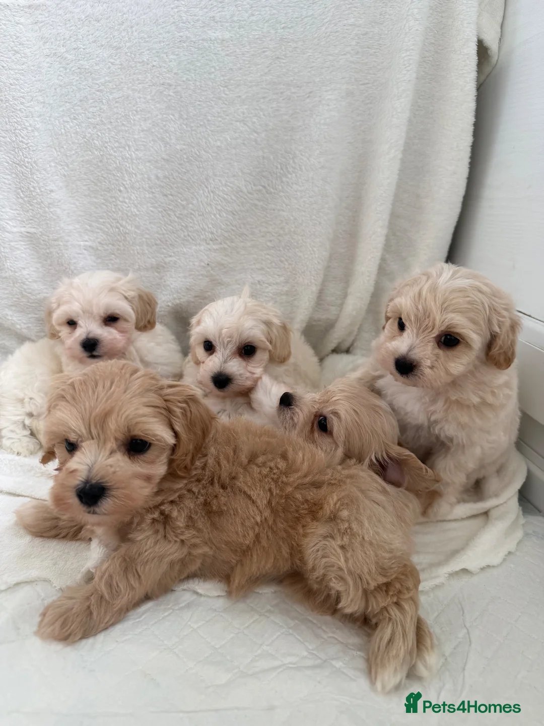 Maltipoo dogs for sale:  **  Maltipoo puppy’s  in Swanley - Advert 2