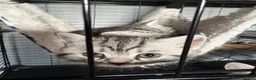British Shorthair cats for sale: Beautiful BSH silver and black tabby kittens. in Martock - Advert 8
