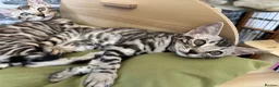Bengal cats for sale: LAST GIRL. READY NOW - Advert 11