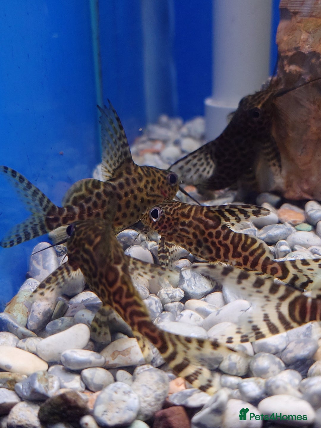 Other/Mixed Breed fish for sale: Fish Stock List - Updated Regularly  - Image 9