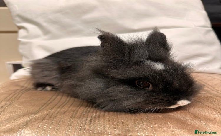 Lionhead rabbits - Advert 6