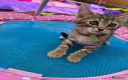 Bengal cats for sale: Beautiful litter of spotted Bengal kittens - Ready - Image 16