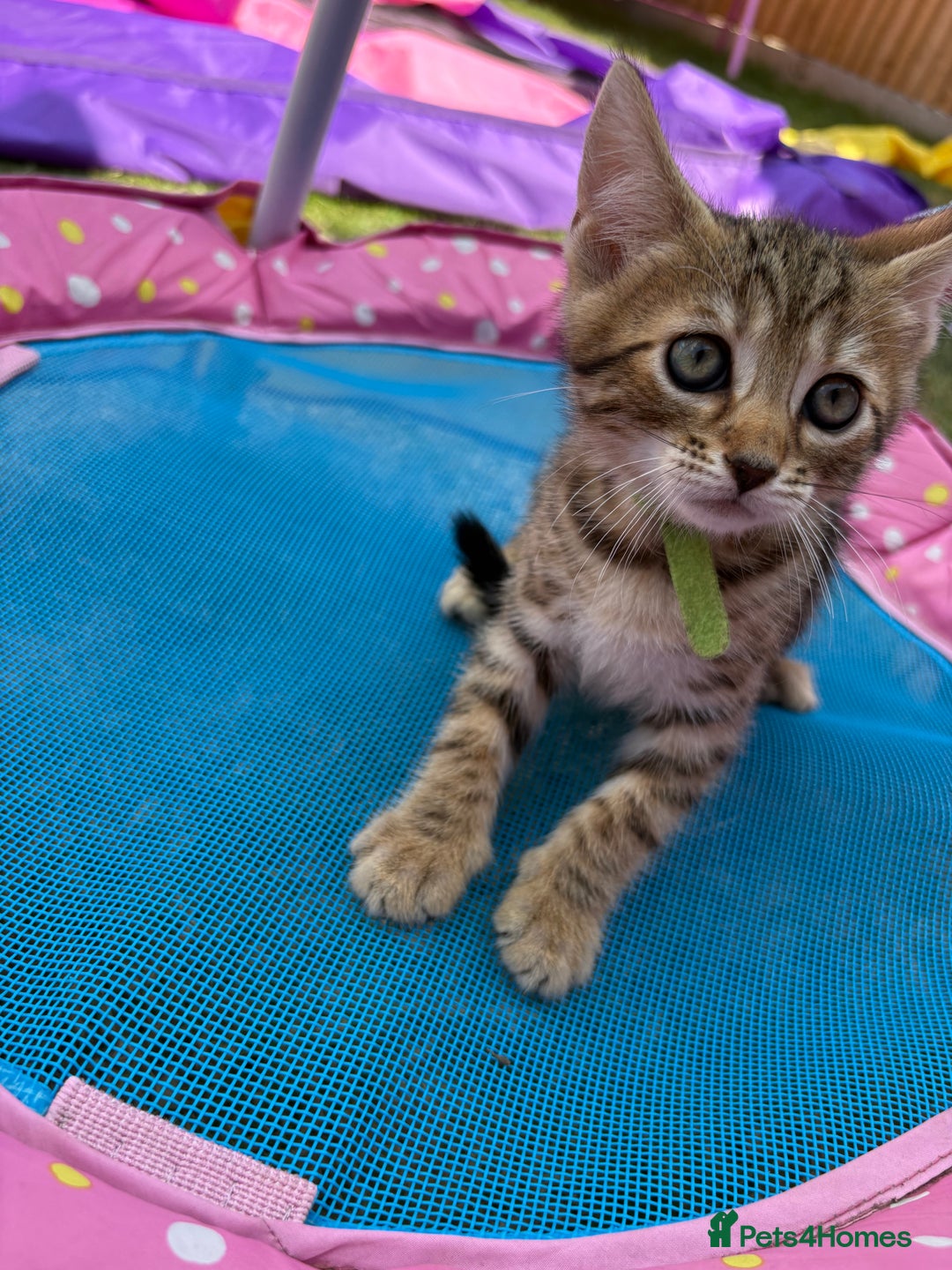 Bengal cats for sale: Beautiful litter of spotted Bengal kittens - Ready - Image 16