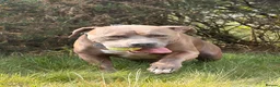 American Bully dogs for sale: 5 year old male American Bully called Rex!  in Waterlooville - Advert 3