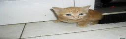 Mixed Breed cats for sale: 8 BEAUTIFUL KITTENS LOOKING FOR LOVING HOMES - Advert 11