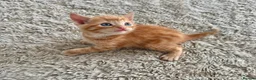 Mixed Breed cats for sale: 5 beautiful kittens for sale 🖤🧡  - Advert 4