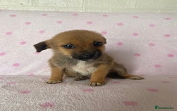 Mixed Breed dogs for sale: Jack Russell cross Pomeranian puppy’s  - Image 3