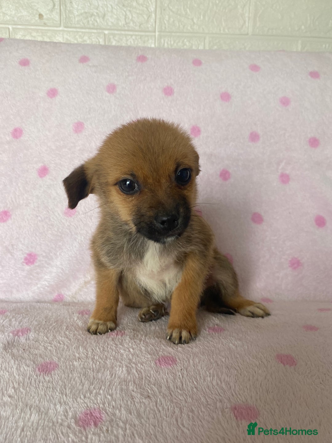 Mixed Breed dogs for sale: Jack Russell cross Pomeranian puppy’s  - Image 3