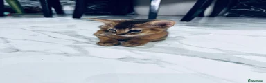 Abyssinian 2