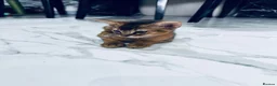 Abyssinian cats for sale: TICA registered boy and girl - Advert 15
