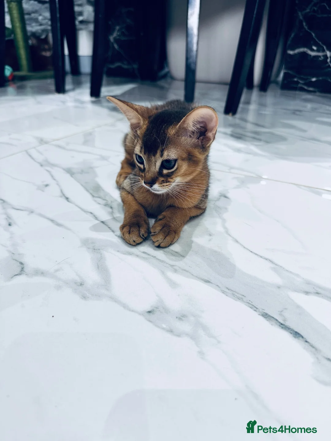 Abyssinian cats for sale: TICA registered boy and girl - Advert 15