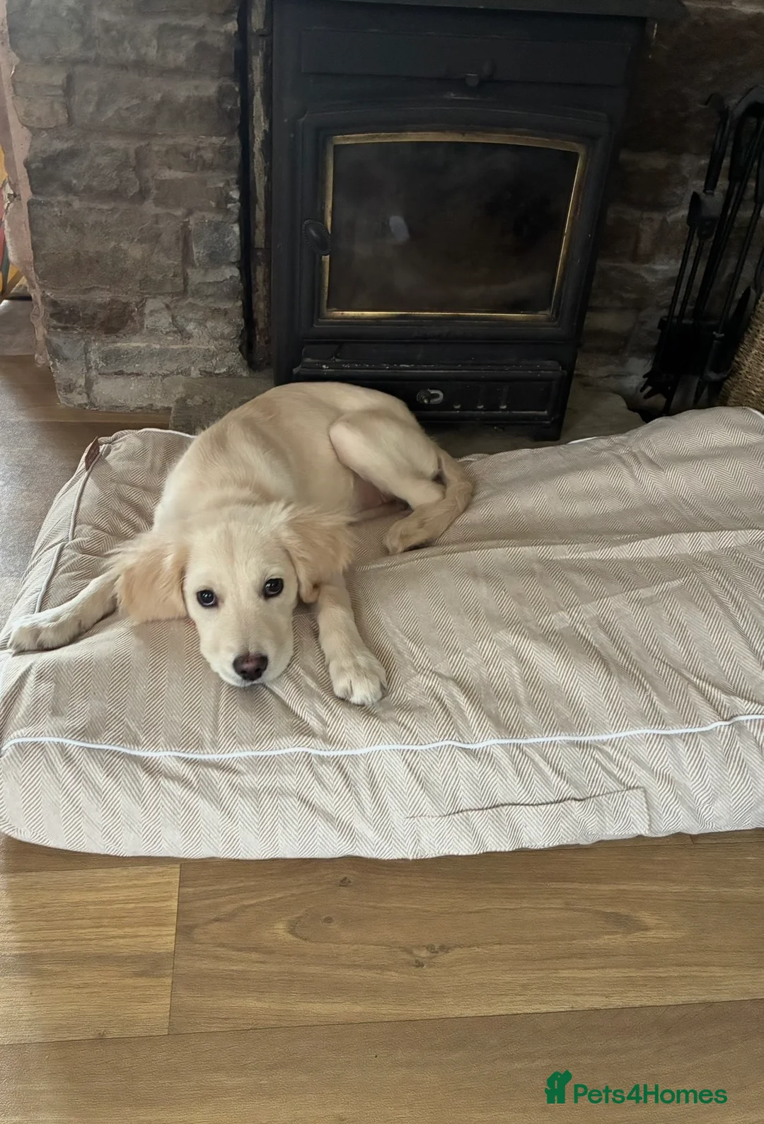 Golden Retriever dogs for sale: Golden Retriever Puppy - Advert 2