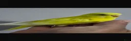 Budgerigars birds for sale: Hand tamed baby budgies for sale  - Advert 10