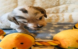 Cocker Spaniel dogs for sale: Show Type Health Tested, KC Reg puppies  - Image 12