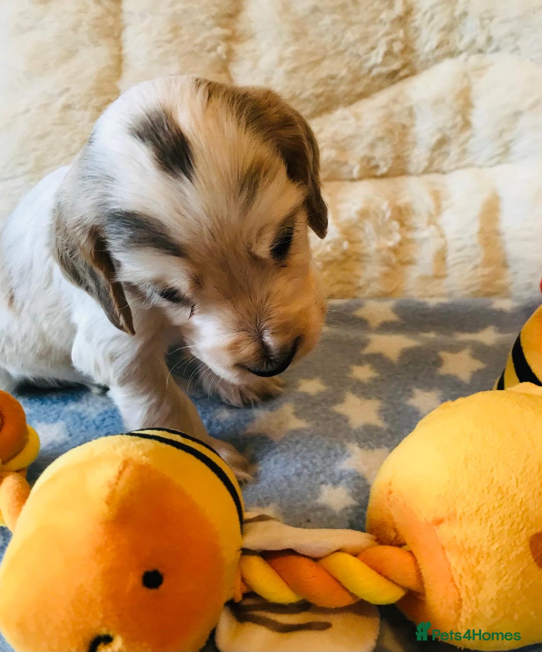 Cocker Spaniel dogs for sale: Show Type Health Tested, KC Reg puppies  - Image 12