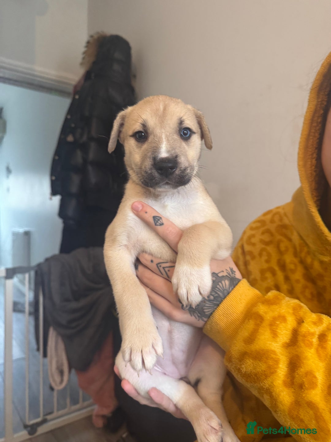 Mixed Breed dogs for sale: Husky x Staffy puppy’s ready now!  - Image 1